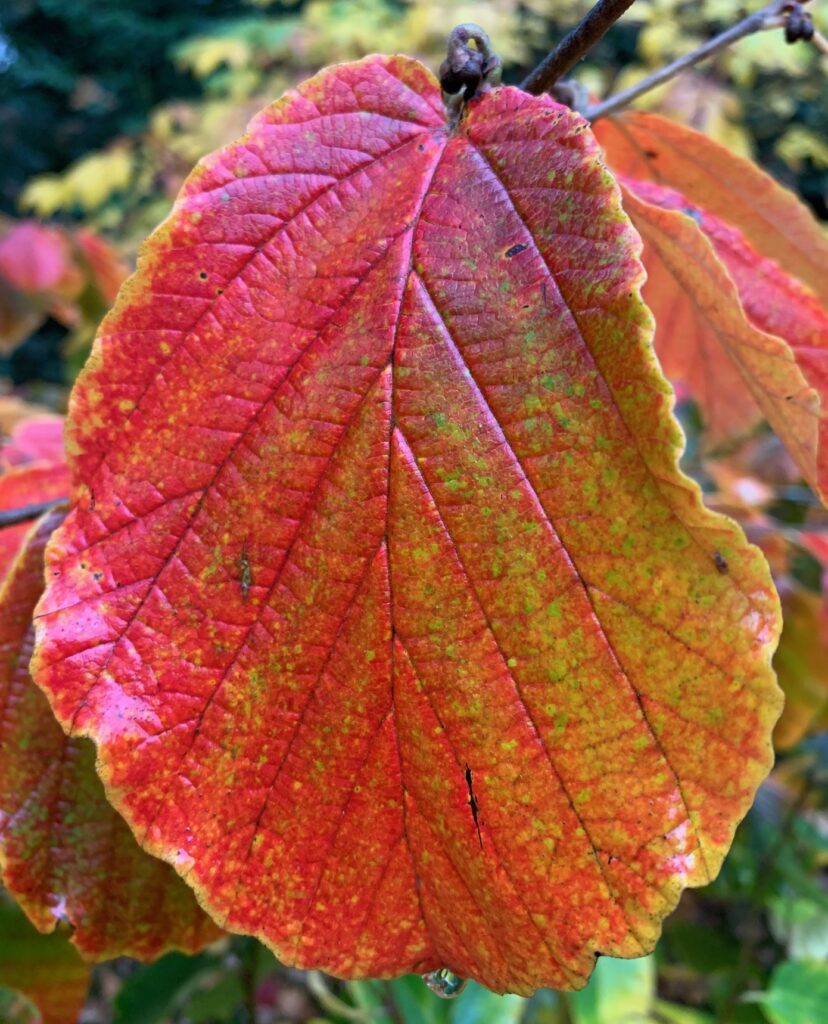 Hamamelis autumn colour