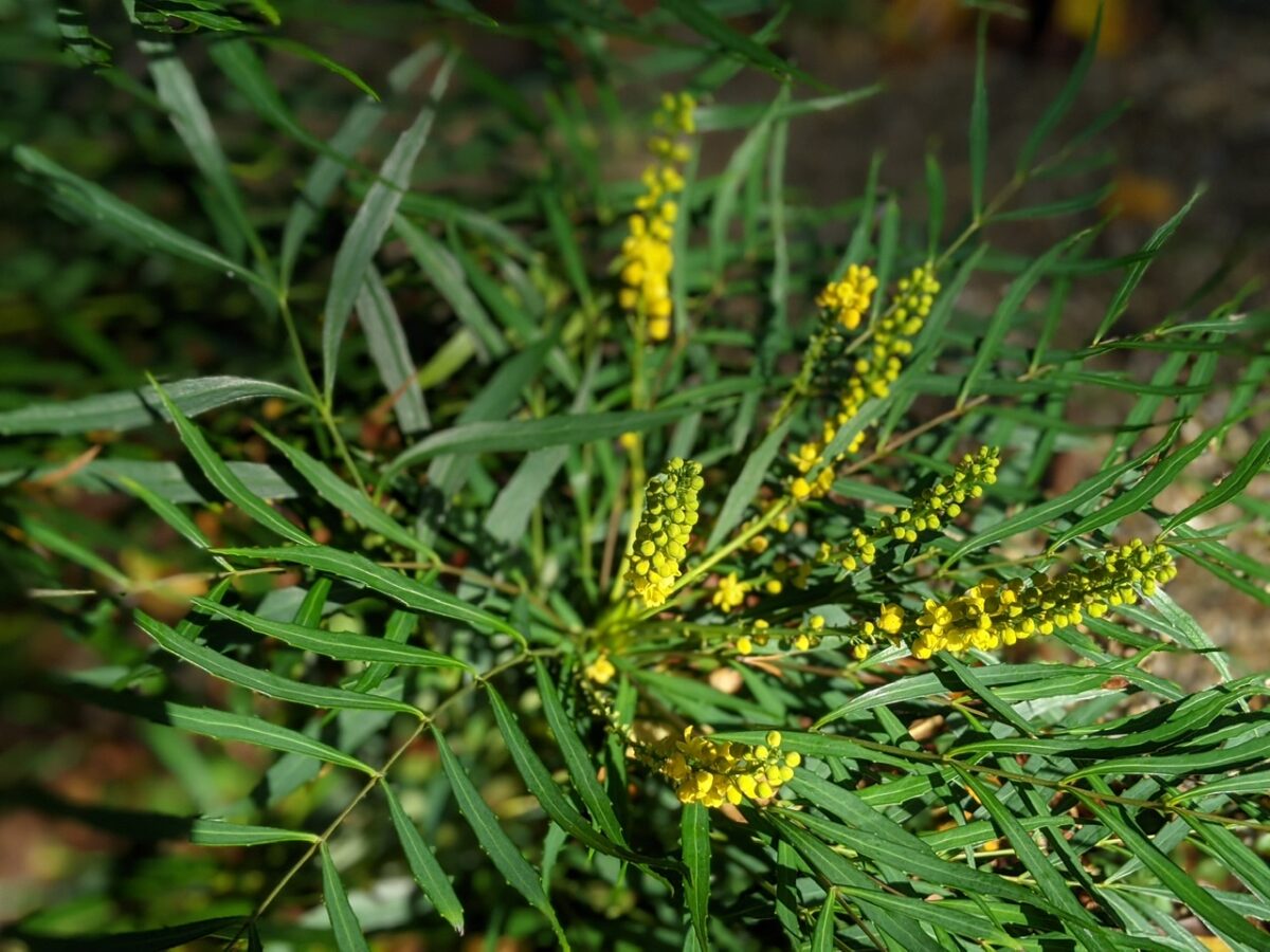 Mahonia eurybracteata subs. ganpinensis 'Soft Caress ...