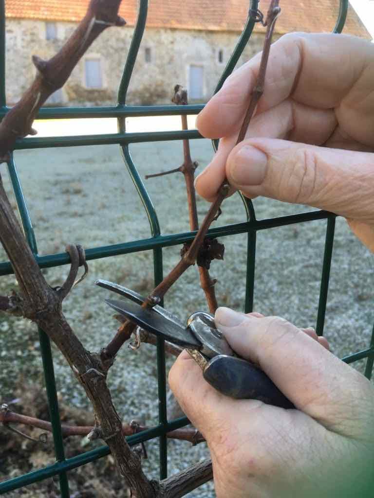 pruning a vine