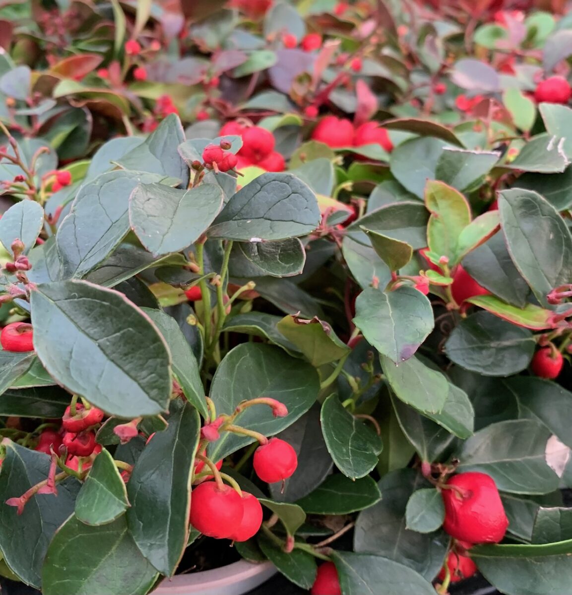 Gaultheria procumbens