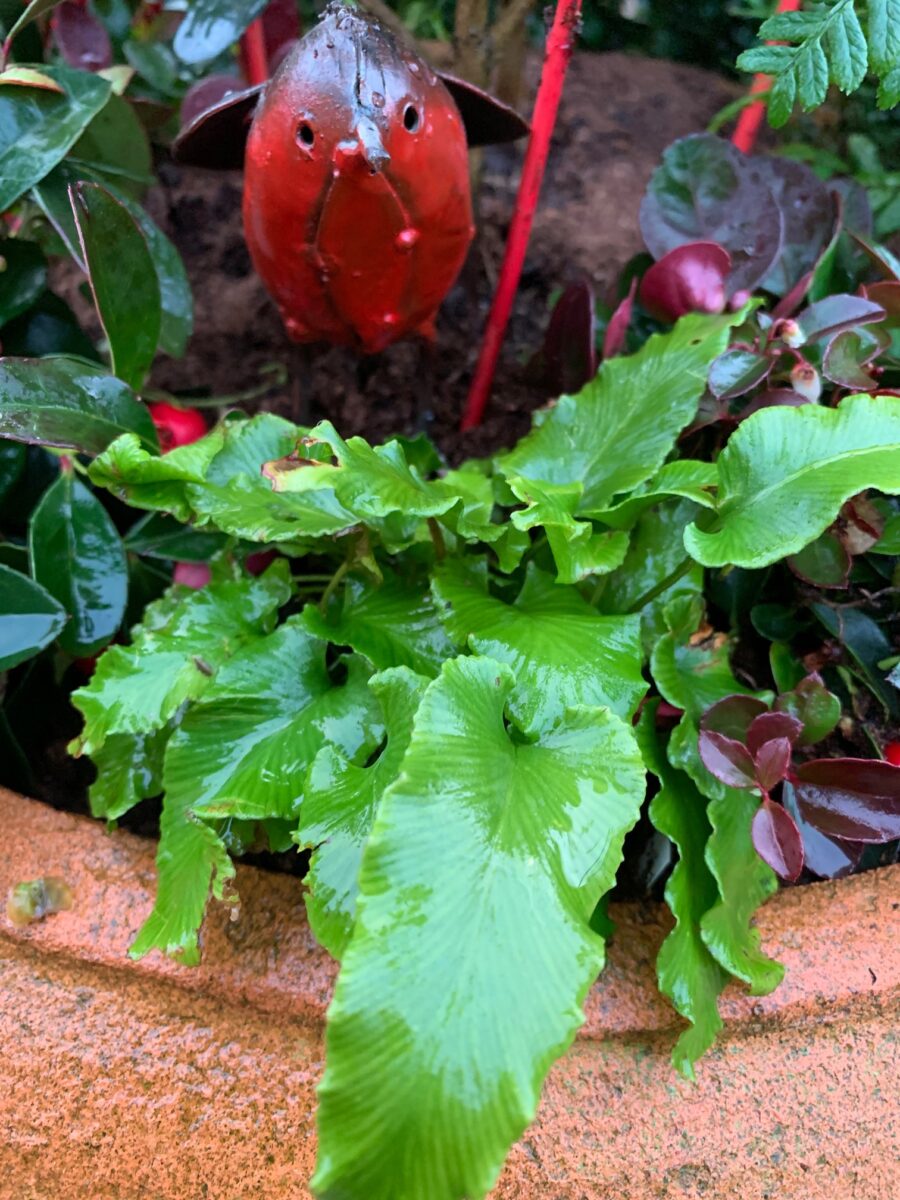 Asplenium cristata