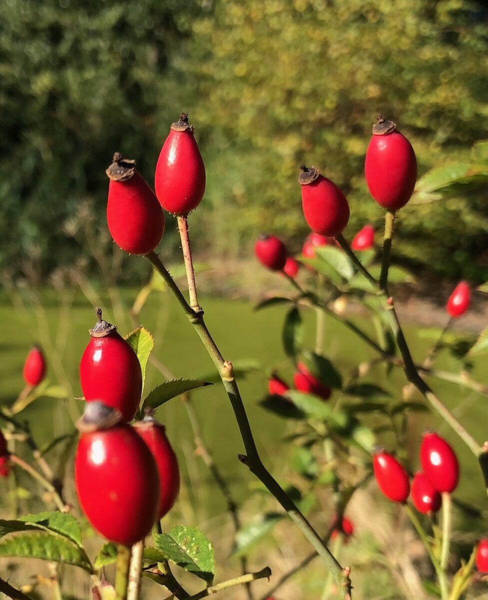 Rosa canina