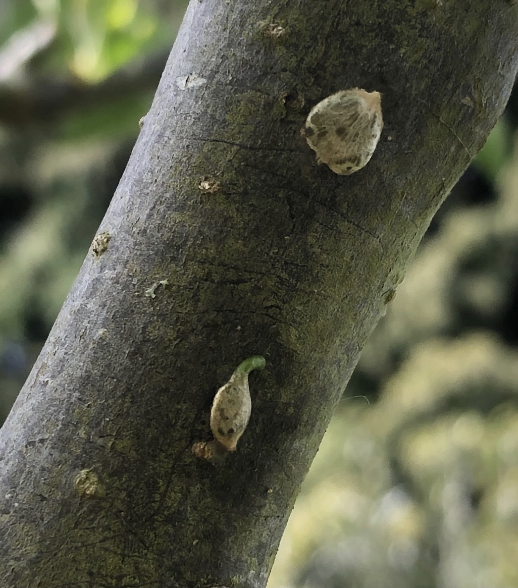 Mistletoe berries