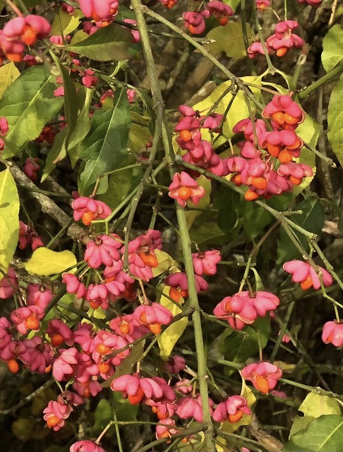 Euonymus euoropea spindle