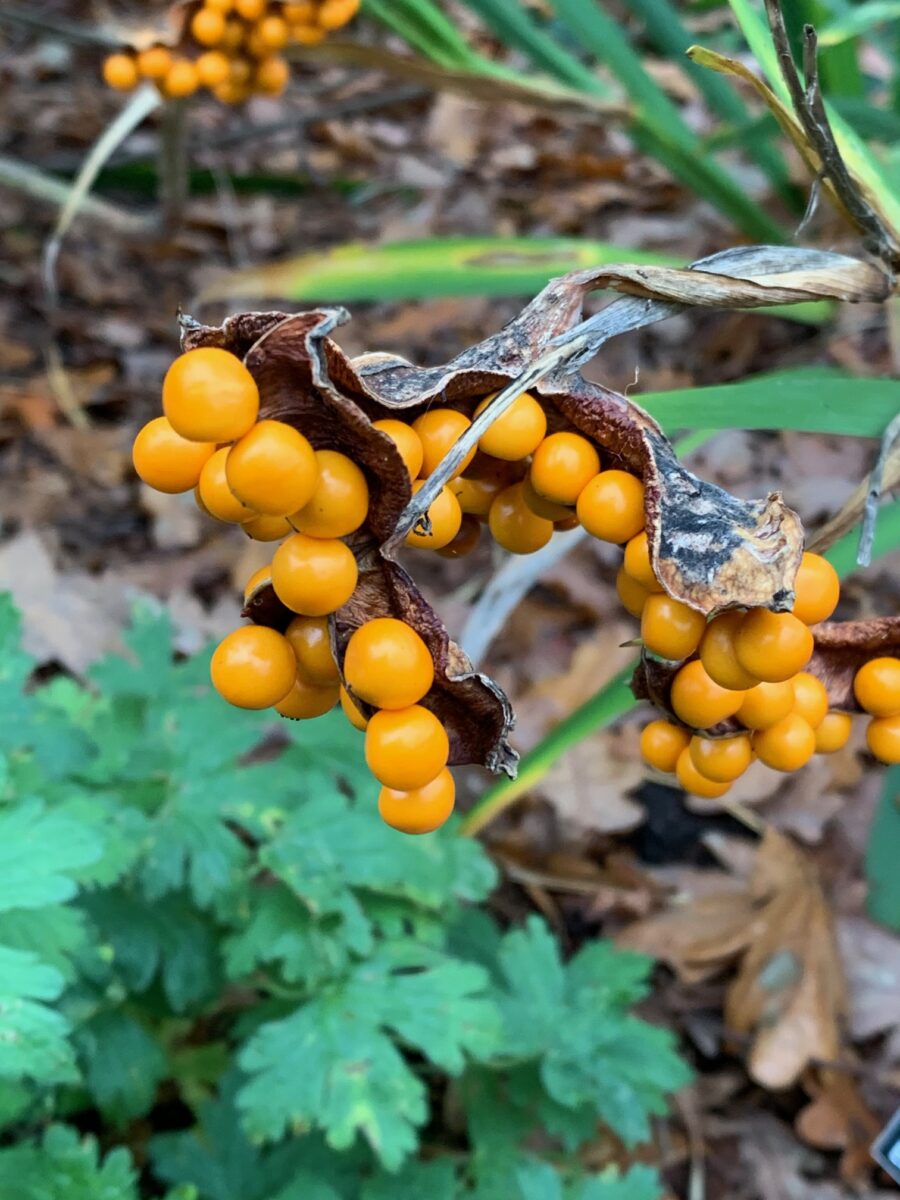 Iris foetidissima