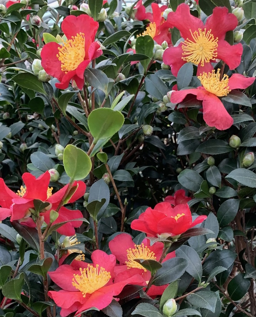 Camellia Yuletide