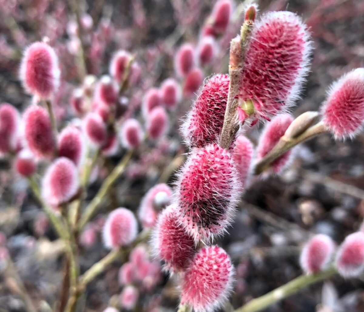 pink willow trees