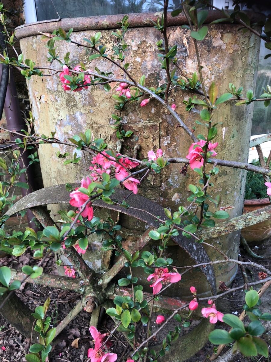 Flowering quince Chaenomeles ‘Pink Lady’