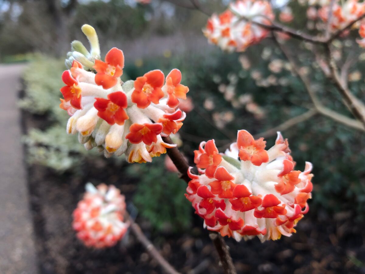 Edgeworthia chrysantha ‘Red Dragon’