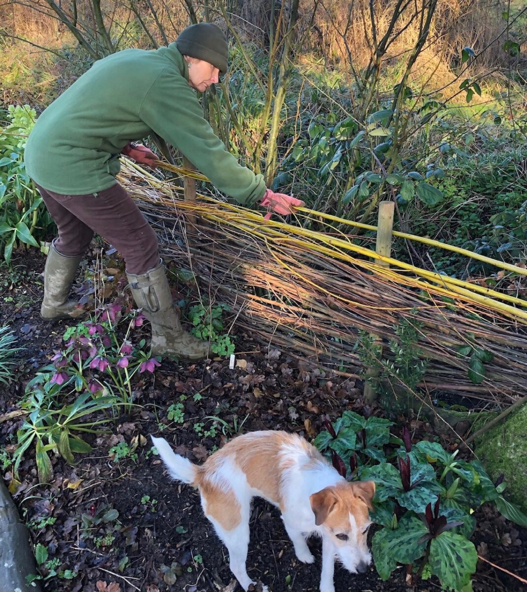 Willow weaving