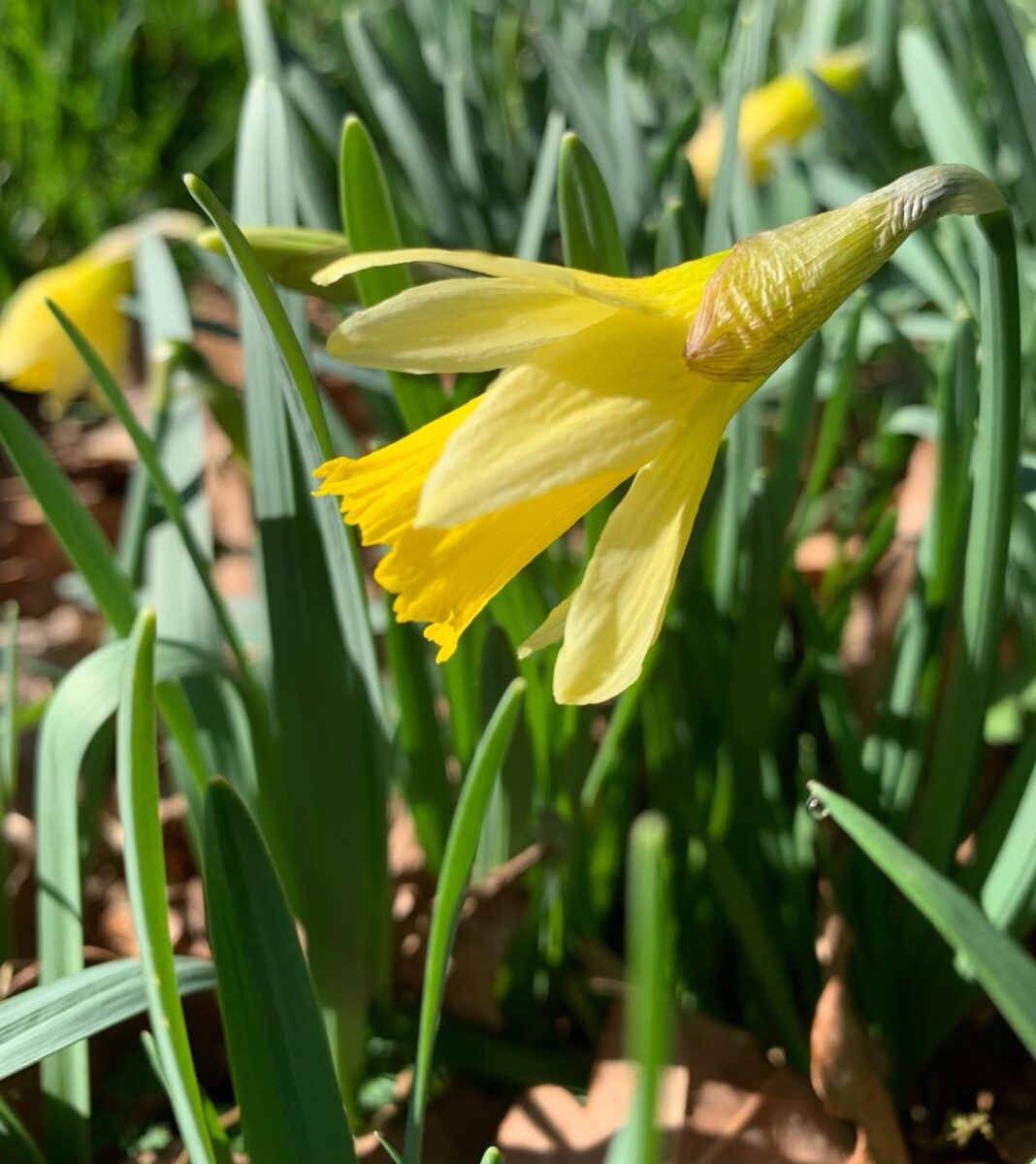 Narcissus pseudonarcissus