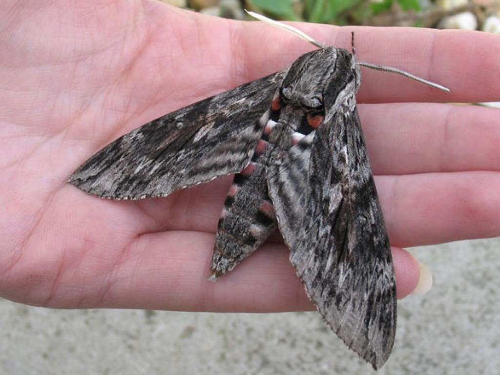 Convolvulus hawk moth