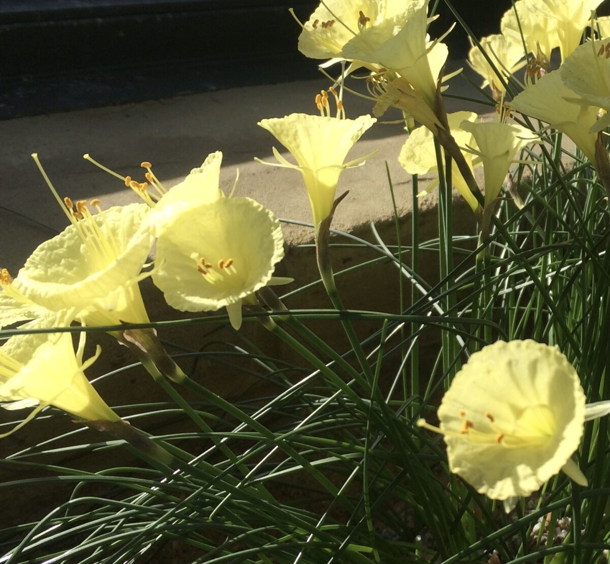 Narcissus bulbocodium