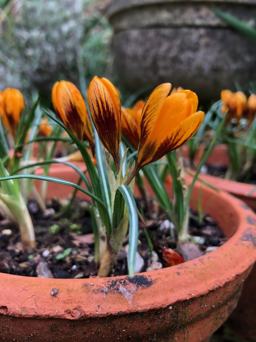 Crocus ‘Orange Monarch’