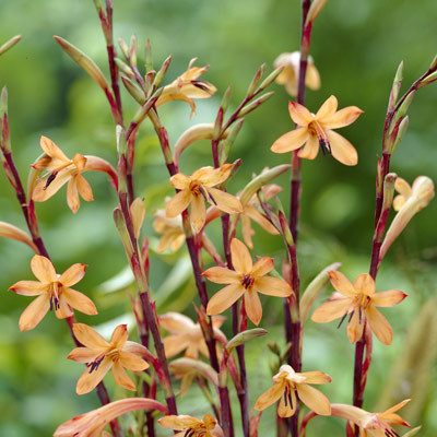 Watsonia meriana