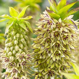 Eucomis bicolor