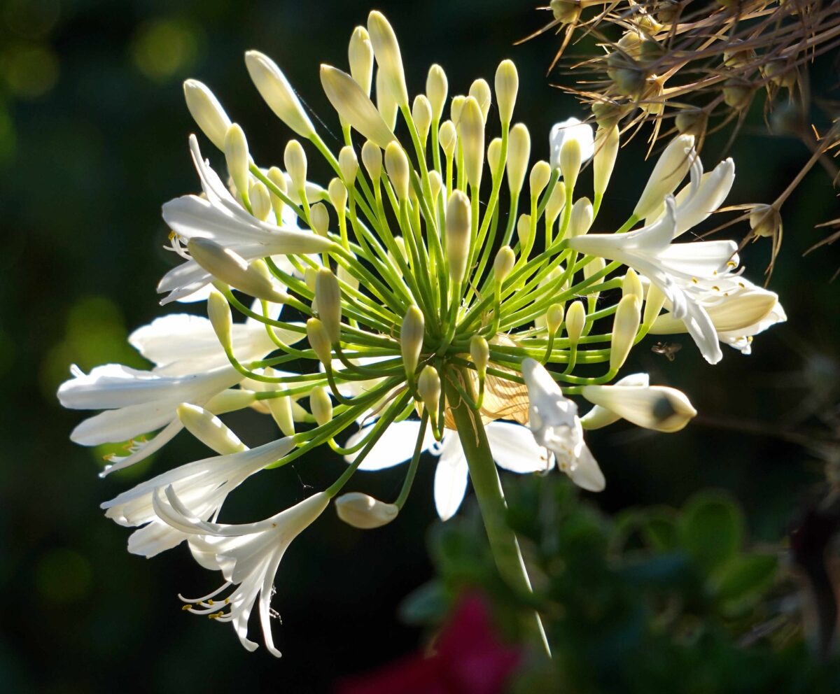 Agapanthus ‘Snowy White’