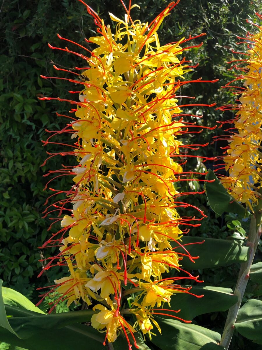 Hedychium gardnerianum - ginger lily