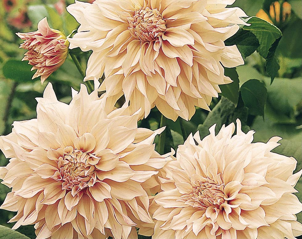 Dahlia ‘Cafe au Lait’