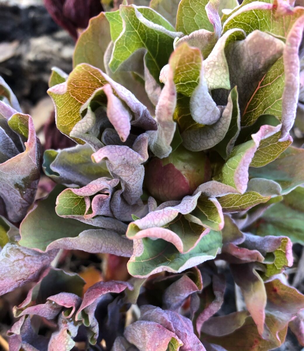 Paeonia mascula bud