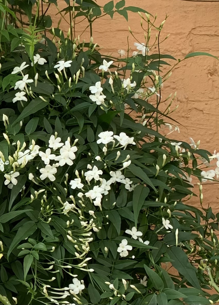 Jasminum polyanthum