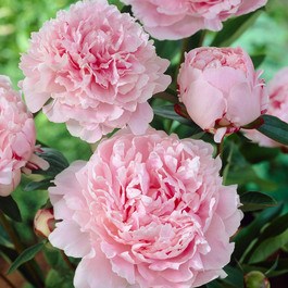 Paeonia Sarah Bernhardt