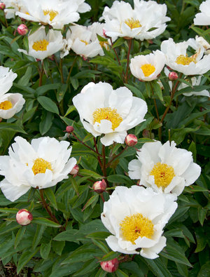 Paeonia lactiflora ‘White Wings’ copyright Claire Austin whose stunning new book on peonies is just out. Link at the end.