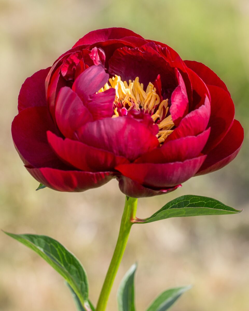 Paeonia lactiflora ‘Buckeye Belle’