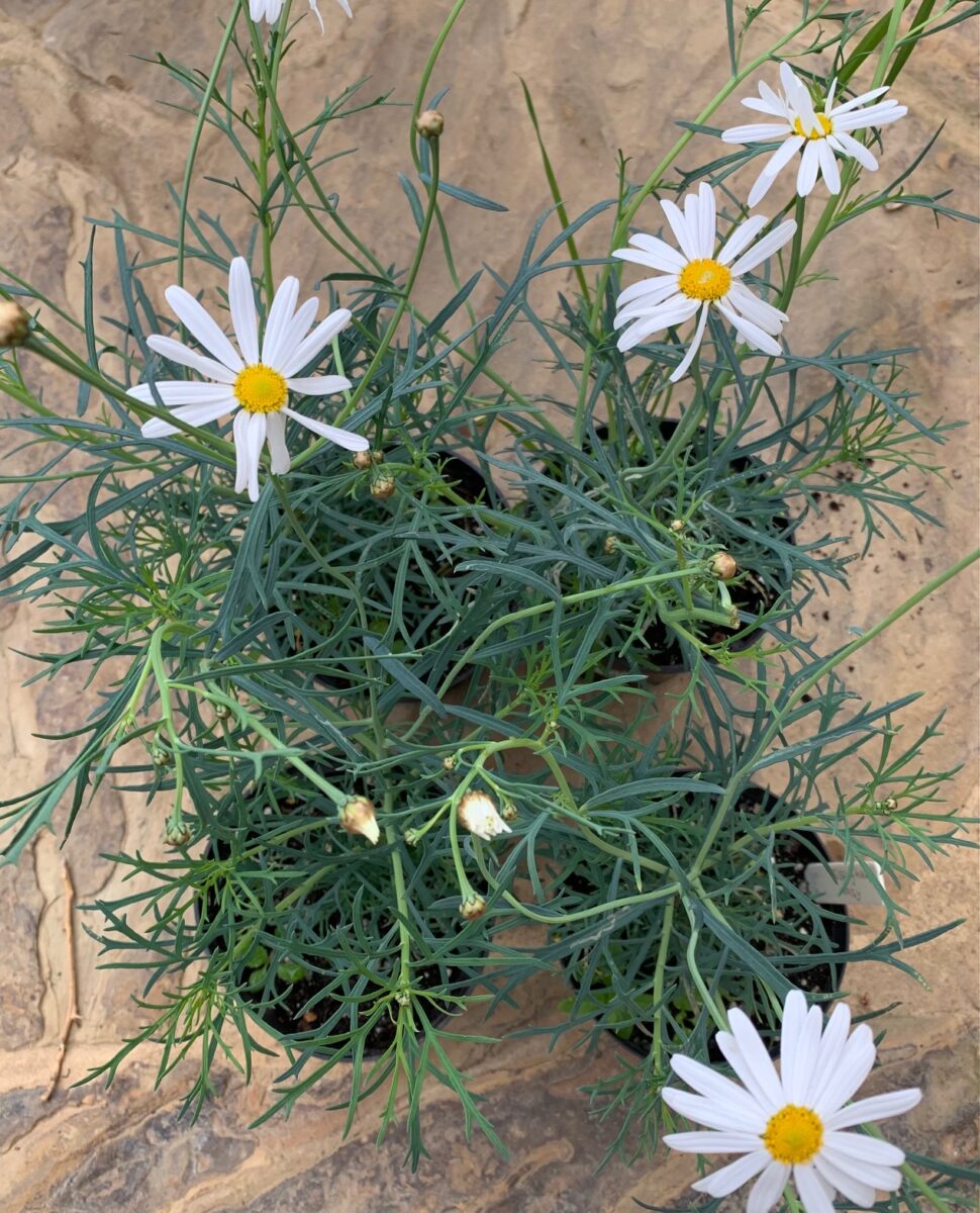 Argyranthemum frutescens