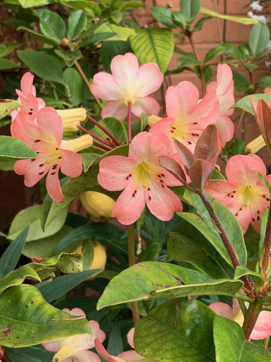 Rhododendron Vireya ‘Kisses’