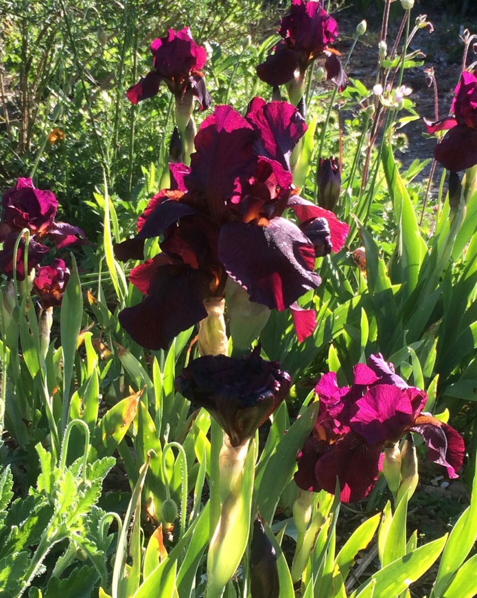 Iris ‘Langport Wren’