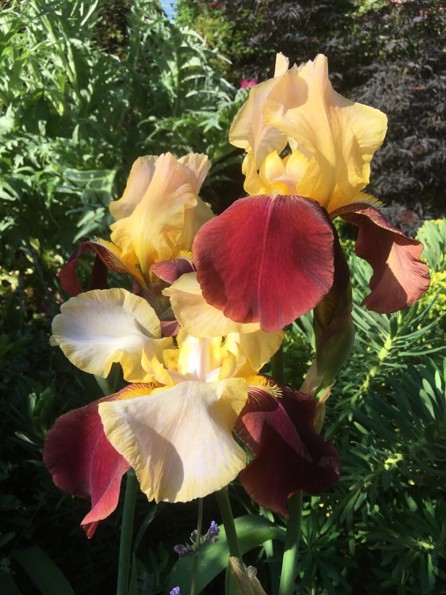 Iris ‘Broadway Star’