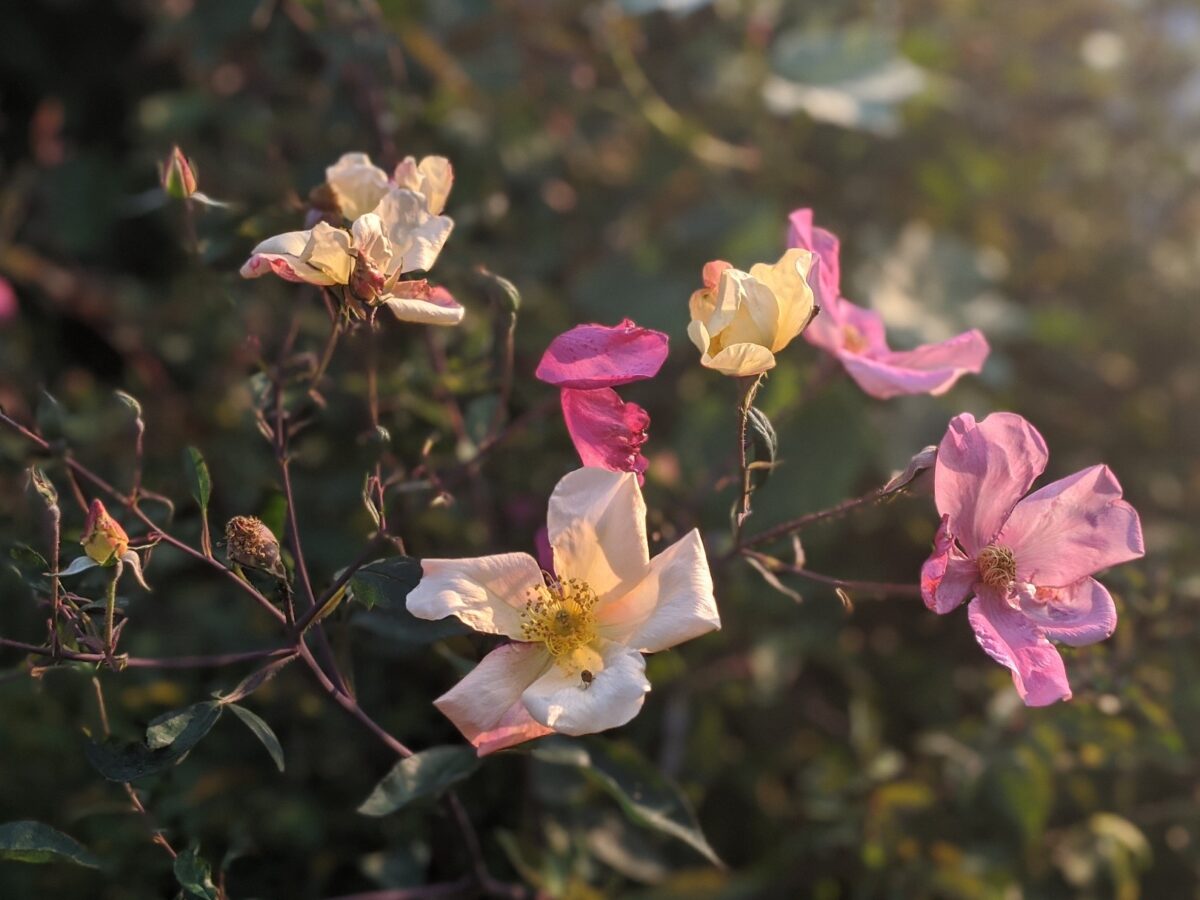 Rosa mutabilis