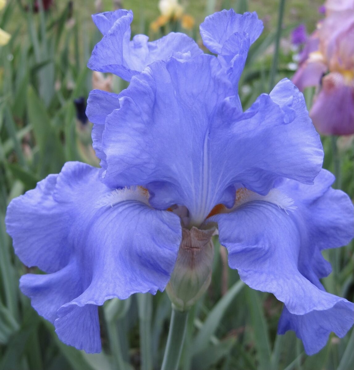 Iris ‘Jane Phillips’