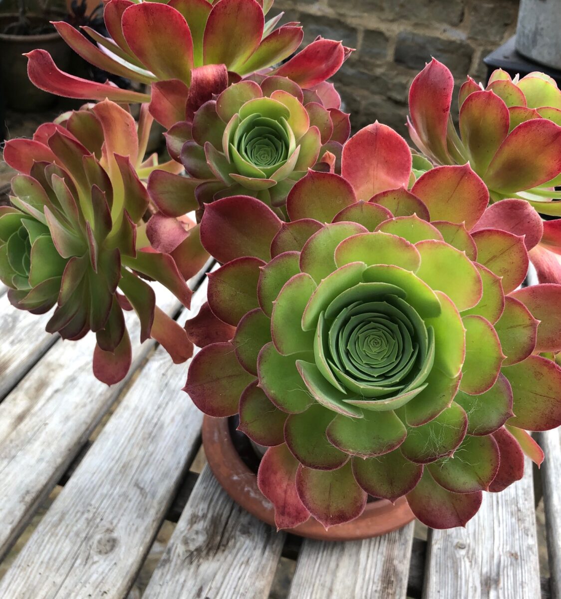 Aeonium ‘Blushing Beauty’