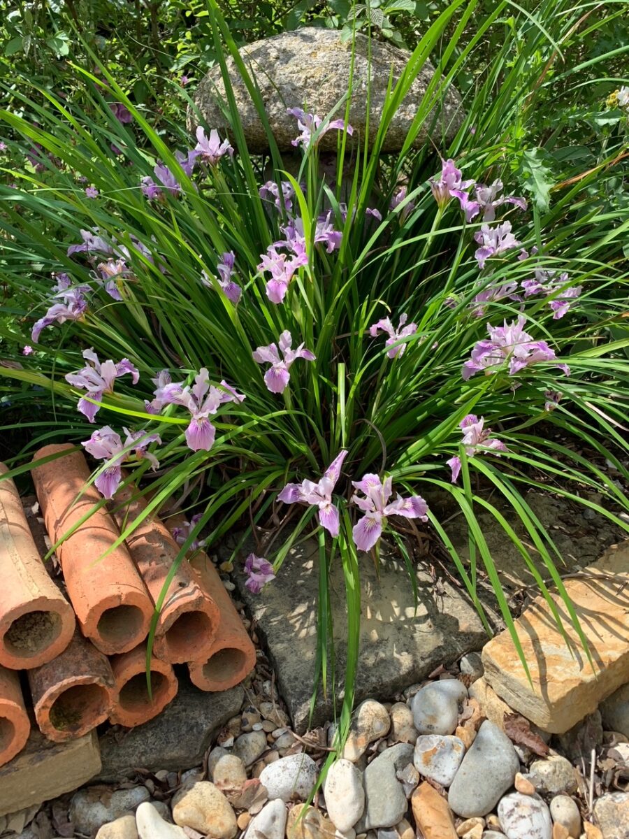 Pacific Coast hybrid