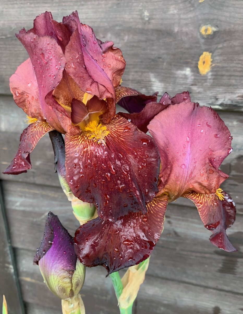 Iris ‘Benton Caramel’