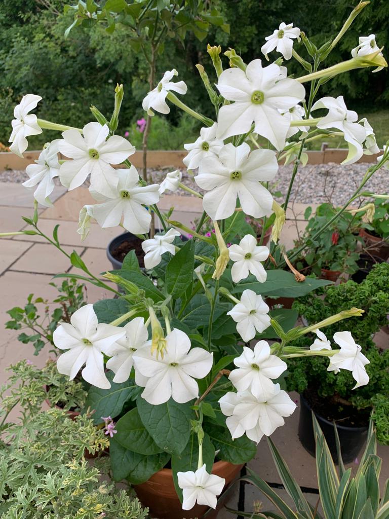 Nicotiana alata