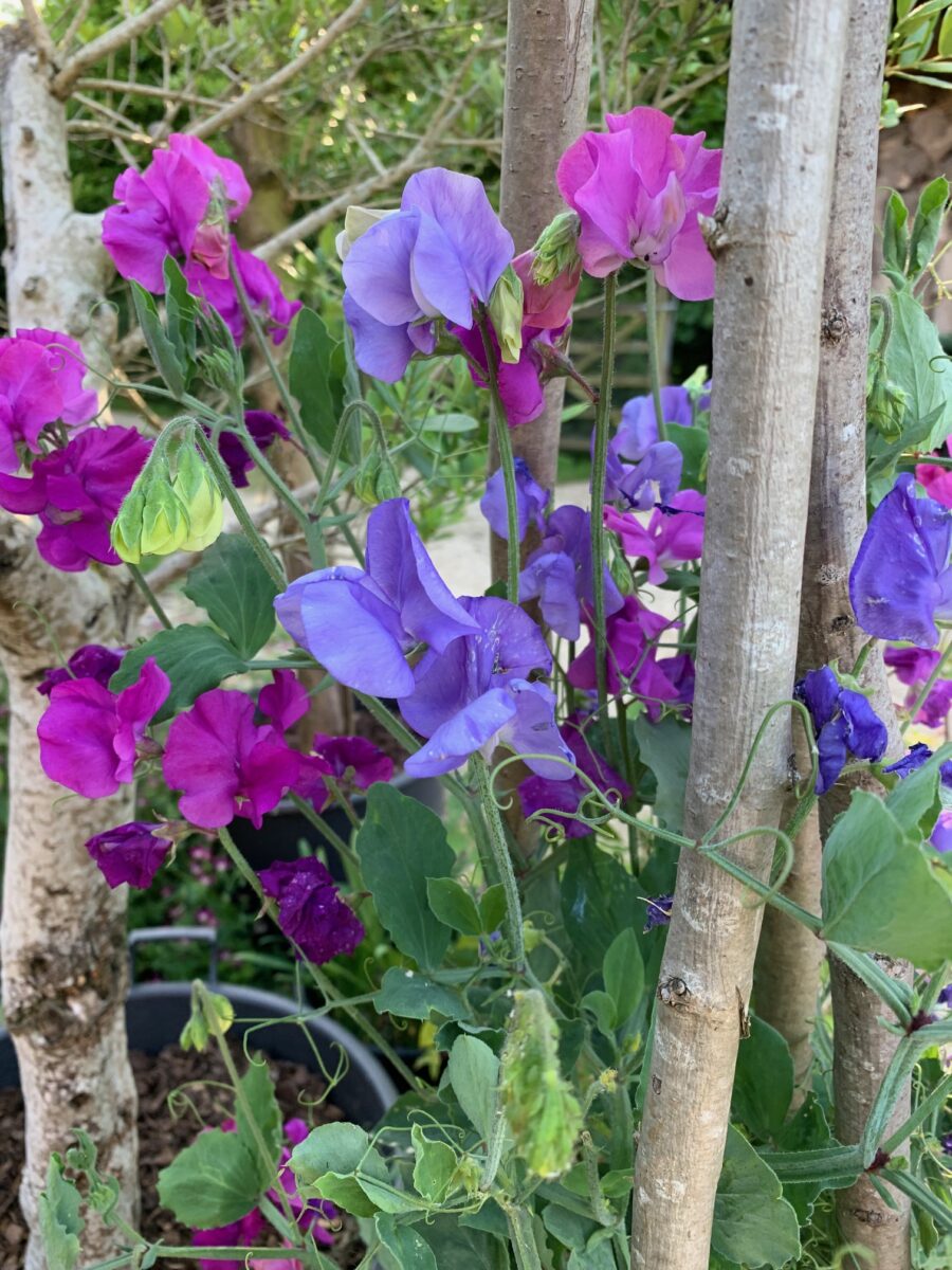 Sweet pea ‘Supersonic’