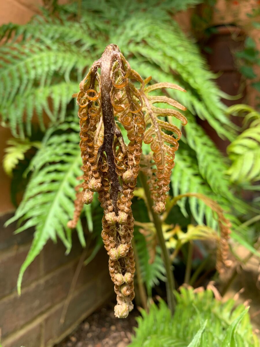 Woodwardia radicans