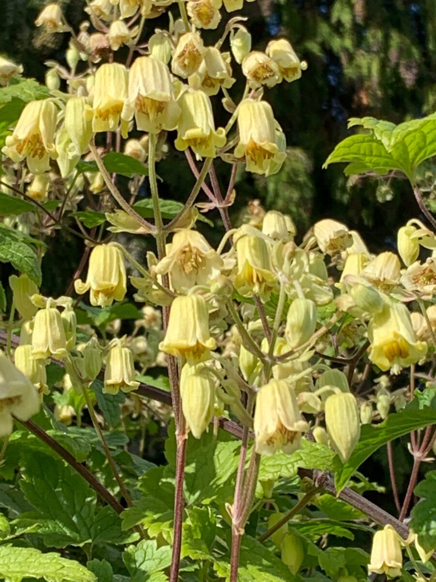 Clematis rehderiana