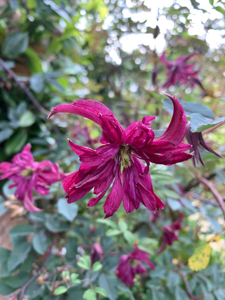 Clematis viticella ‘Rosalyn’