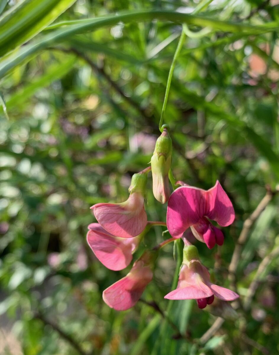 Lathyrus sylvestris