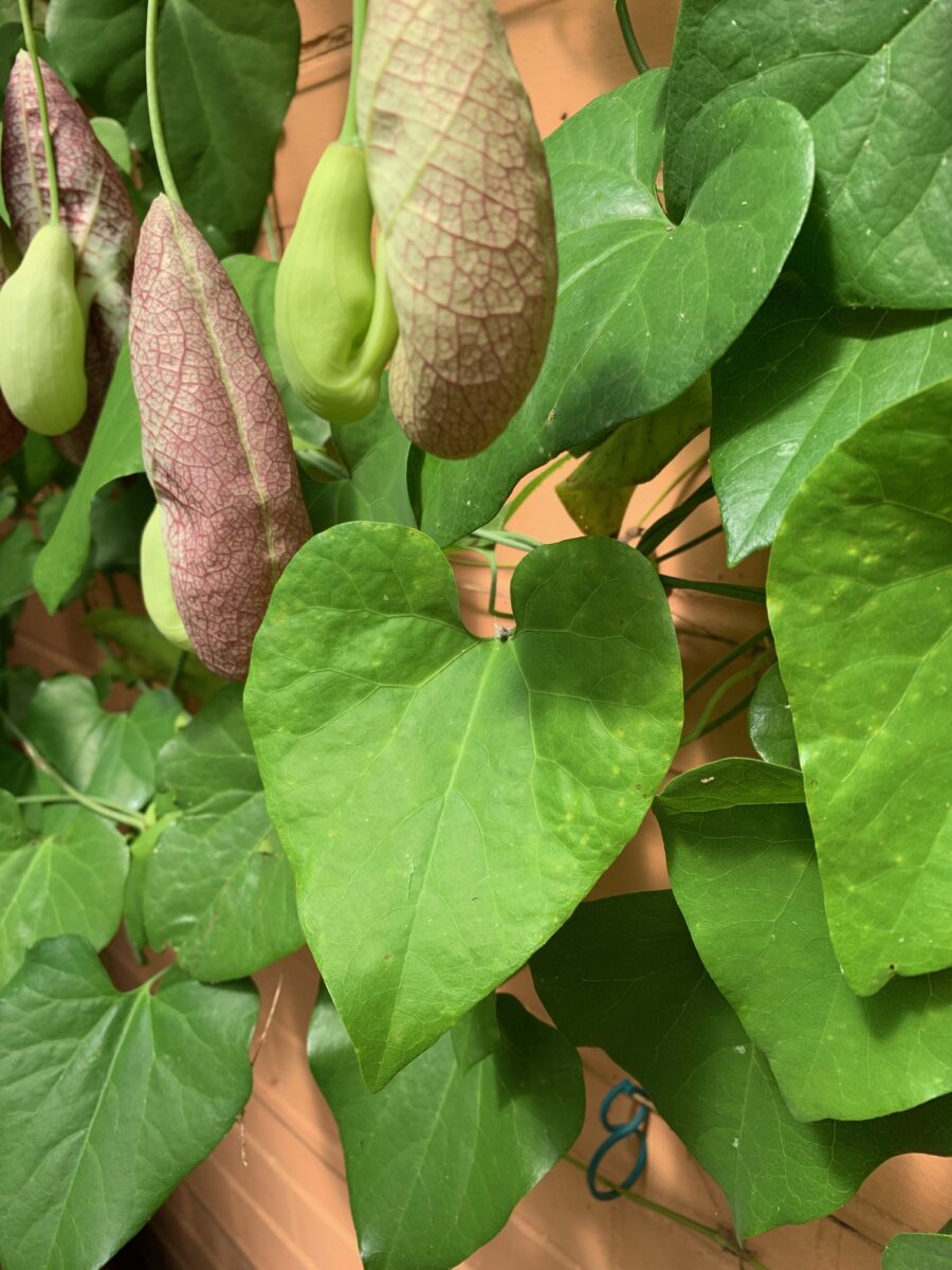 Aristolochia grandiflora