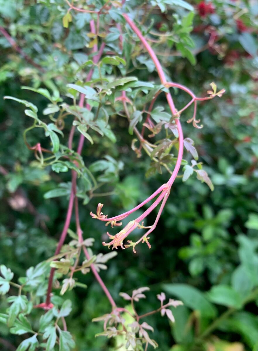 Clematis cirrhosa var. balearica