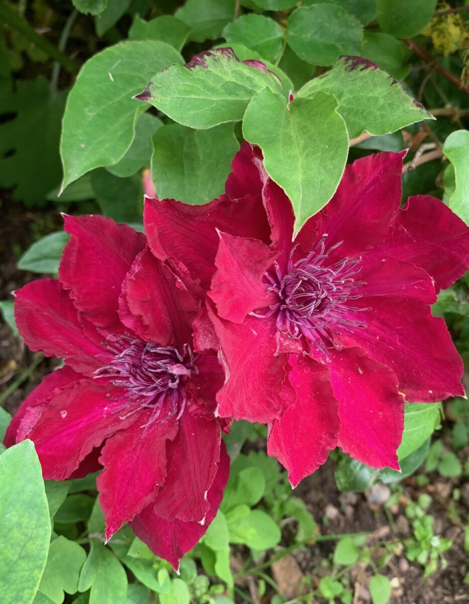 Clematis ‘Nubia’