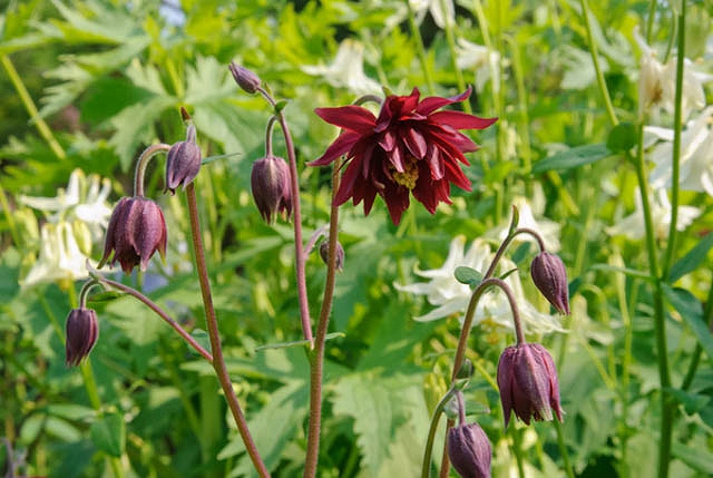 Aquilegia vulgaris var. stellata ‘Ruby Port’