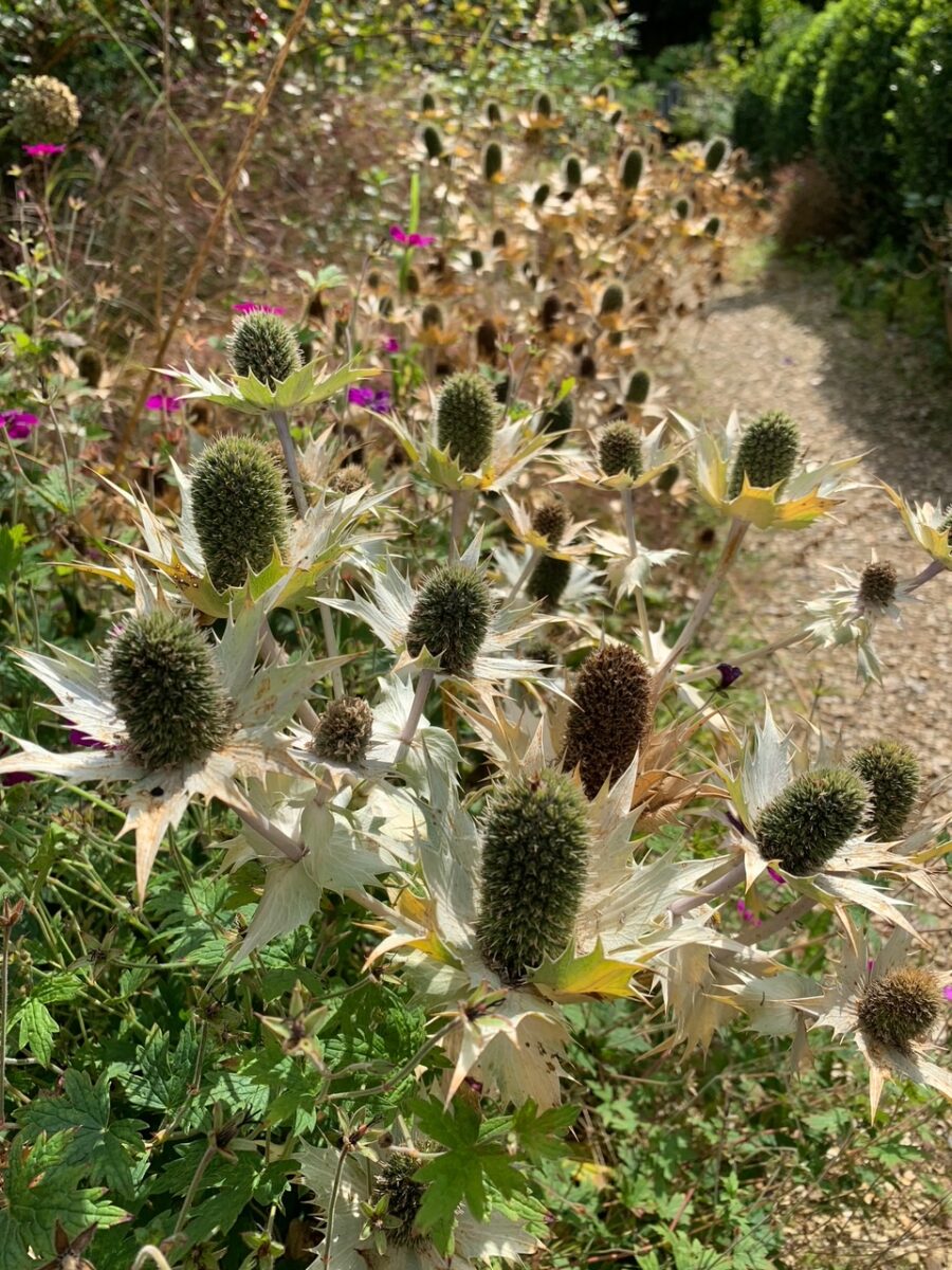 Eryngium Miss Willmott’s Ghost