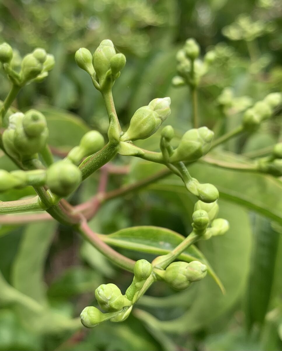 Heptacodium minocioides