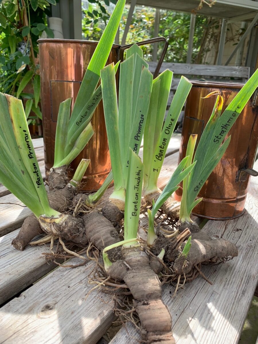 Benton iris rhizomes